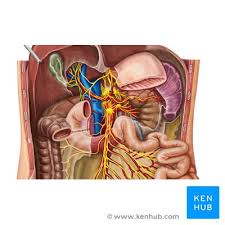 Learn tricks for remembering the four abdominal quadrants and nine abdominal regions for in anatomy and physiology, you'll learn how to divide the abdomen into nine different regions and four. Celiac Solar Plexus Definition Anatomy And Function Kenhub