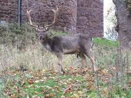 fallow deer picture of powis castle