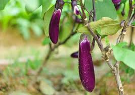 anese eggplant is ripe
