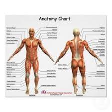 Human Anatomy Charts View Specifications Details Of
