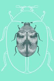 carpet beetle identification 101 mmpc
