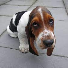 Our pups have all the basset traits and are very sweet! Basset Hound Basset Hound Pups Available For New Homies Facebook