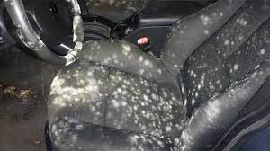 how to get rid of mold in your car and