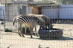 Sierra Nevada Zoological Park de Reno | Horario, Mapa y entradas 1