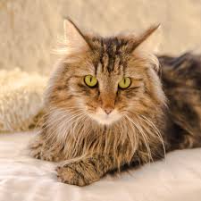 The nfc's eyes are one of its prettiest features; Norwegian Forest Cat Zooplus Magazine