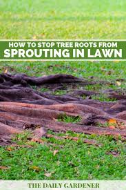stop tree roots from sprouting in lawn