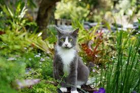 19 Toxic Plants For Cats And Other