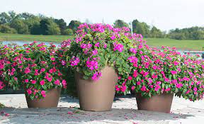 Container Garden Ideas The Home Depot