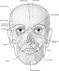 Learning parts of the face for kids in english. Elements Of Morphology Human Malformation Terminology