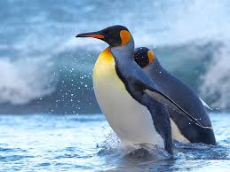The maximum walking speed for emperors is 2.8 kph (1.7mph). King Penguins Australian Antarctic Program