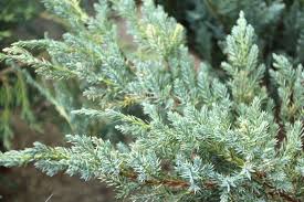 juniperus squamata blue carpet flaky