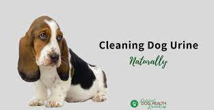 dog urine cleaning and odor removal