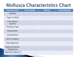 Ppt Mollusca Characteristics Chart Powerpoint Presentation