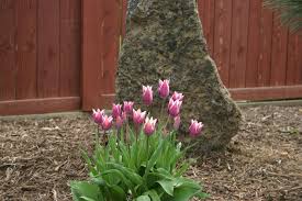 Their range of color and bloom type and size as well as their long sequence of bloom are unequalled in any other class of flowers. Spring Flowering Bulbs Osu Extension Service
