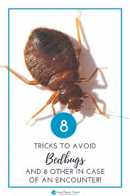 8 tips to avoid bed bugs bites and 8