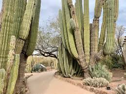 Interstate 10 enters phoenix from the south and west, and interstate 17 comes in from the north. 15 Top Fun Things To Do In Phoenix Arizona Mccool Travel