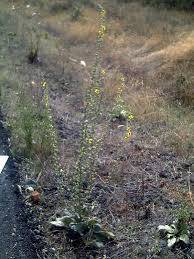 Verbascum rotundifolium - Wikipedia, la enciclopedia libre