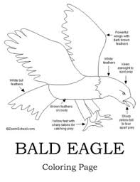 Your picture is about an eagle with many complex details, hence be careful and concentrated to complete this picture. Bald Eagle Coloring Page Worksheets Teaching Resources Tpt