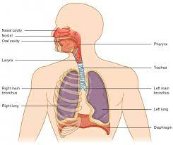 Lower respiratory tract infections these also typically involve the flu, which can affect both the upper and lower respiratory tract, bronchitis (an infection of the airways), pneumonia (a lung infection), bronchiolitis (an infection of the small airways that affects babies and children up to the age of two). Organs And Structures Of The Respiratory System Anatomy And Physiology Ii