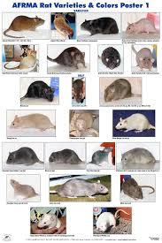 Afrma Rat Varieties Colors Poster P1 Pet Rodents Pet