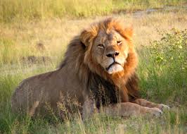 Earth day april 22nd, 2011 disney nature series brings you african cats. Killing Of Cecil The Lion Wikipedia