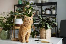 Plant Toxicity Your Pet What You