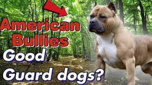 are american bully s good guard dogs