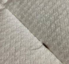 carpet beetle larvae on mattress all