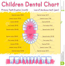 Children Teeth Anatomy Stock Vector Illustration Of