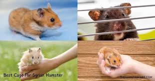 6 Best Cage For Syrian Hamsters