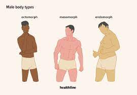 male body types definitions and what