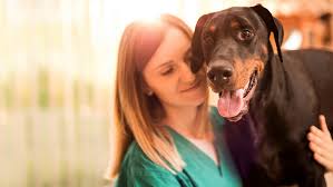 You would need to search for pet euthanization and cremation services near your locality to find a clinic or an animal society if you are conscious about saving money. Putting Your Dog To Sleep Saying Goodbye Purina