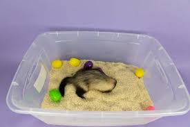 6 of the best diy ferret toys you can