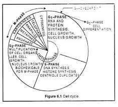Cell Cycle Definition And Control Of Cell Cycle With Diagram