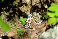 Schlangen in Italien - am Gardasee heimische Schlangen ...