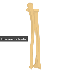 A line segment extending from the center of a circle or sphere to the circumference or bounding surface. Radius And Ulna Bones Anatomy Posterior Markings