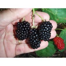 712 free images of blackberry+fruit. Sweet Berry Selections Natchez Thornless Blackberry Fruit Bearing Potted Plant Bkbnataqt The Home Depot