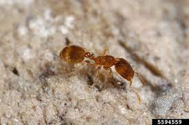 ants umn extension