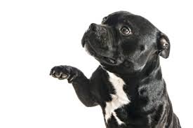The staffordshire bull terrier has a soft, sleek, dense, and short coat that lays close to the body. Staffordshire Bull Terriers For Sale Staffordshire Bull Terrier Puppies Vip Puppies