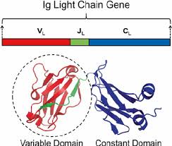 molecular genetics and the 3d structure