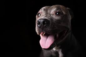 pit bull blue nose dog isolated on dark
