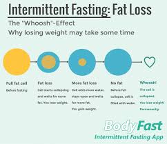 intermittent fasting and fat loss bodyfast info graphic
