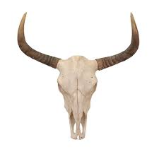 longhorn skull wall accent