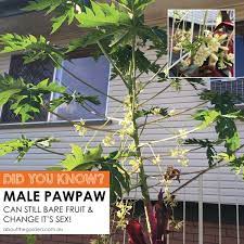How To Grow Pawpaw About The Garden