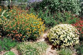 mexican zinnia narrow leaved zinnia