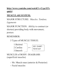 Muscle Fiber Cell Anatomy P186