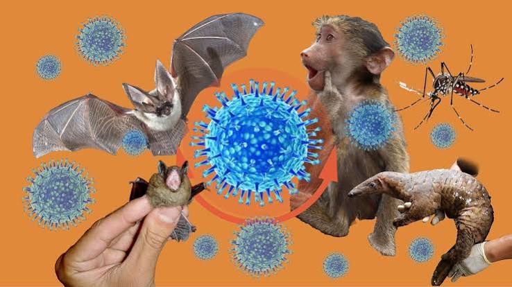 Día Mundial de la Zoonosis: cómo se incrementó la amenaza de estas enfermedades por la acción del hombre en la naturaleza - Infobae