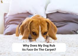 my dog rub its face on the carpet