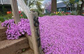 how to grow phlox american meadows