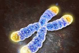 Image result for telomere length